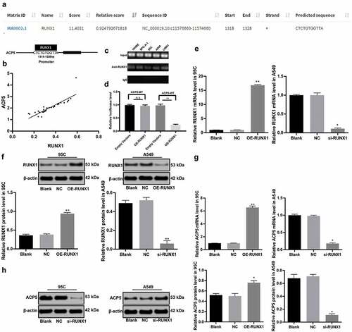 Figure 3. RUNX1 can bind specifically to ACP5 promoter. a. Prediction correlation between ACP5 and RUNX1 promoter, and the action site; b. correlation between mRNA expression of ACP5 and RUNX1; c and d. RUNX1 could bind specifically to ACP5 promoter measured by ChIP assay and dual luciferase reporter gene assay; e. Relative RUNX1 mRNA expression after transfection with overexpression vector and si-RNA vectors detected by RT-qPCR; f. Relative RUNX1 protein level after transfection with overexpression vector and si-RNA vectors determined by western blot analysis; g. Relative ACP5 mRNA expression after transfection with overexpression vector and si-RNA vectors detected by RT-qPCR; h. Relative ACP5 protein level after transfection with overexpression vector and si-RNA vectors determined by western blot analysis. * p < 0.05, ** p < 0.01, compared with the NC group. LC, lung cancer; ACP5, tartrate-resistant acid phosphatase 5; RUNX1, runt-related transcription factor 1; ChIP, chromatin immunoprecipitation; si-RNA, small interfering RNA; NC, negative control