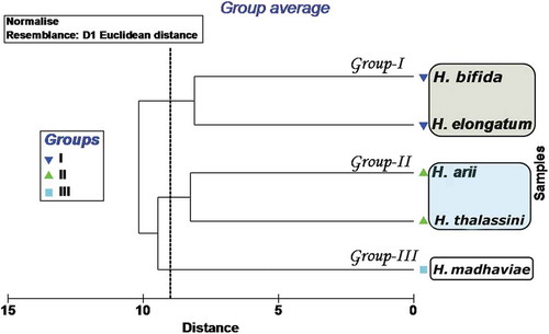 Figure 7. Euclidian cluster analysis: dendrogram of relationships between groups. Three clusters were identified at a distance of 9 with stress at 0: Group I, represented by Hamatopeduncularia elongatum and H. bifida sp. nov.; Group II comprising H. thalassini and H. arii; Group III, represented by H. madhaviae sp. nov.