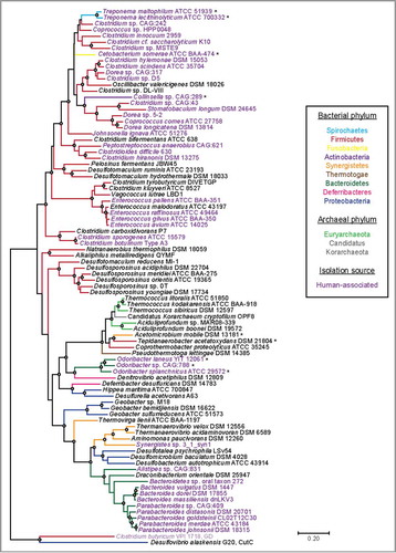 Figure 5. A maximum likelihood tree of 86 full-length HypD amino acid (aa) sequences from the UniProt database. One sequence per species was included. Sequences were aligned with MAFFT using the G-INS-I refinement methodCitation66 and the alignment was trimmed to yield a final length of 783 aa. The tree was constructed in MEGA 767 using the Jones–Taylor–Thorton matrix-based model.Citation68 HypD sequences from species that clade differently from 16S rDNA phylogeny are indicated with an asterisk. Bootstrap values of 70 to 100% are indicated by open circles. Choline trimethylamine-lyase (CutC) and glycerol dehydratase (GD) are included as outgroups.