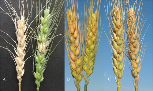 Fig. 1 (Colour online) a, Wheat type II resistance. Wheat plant with a high level of type II resistance (right head) usually confines FHB infection to the inoculated spikelet or floret and does not spread to neighbouring spikelets; whereas in a highly susceptible genotype (left head), FHB symptoms spread from the inoculated spikelet to uninoculated neighbouring spikelets until the entire spike is bleached. Both genotypes were inoculated by injecting fusarium spores into a central spikelet of a spike under greenhouse conditions. b, Wheat type I resistance. Under field conditions, the FHB nursery was inoculated by scattering Fusarium infected corn kernels to induce natural infection. The plants with type I resistance show only one or a few infected spikelets (right head), whereas the type I susceptible plant shows multiple independently infected spikelets in a spike (left head). c, Comparison between type I and type II resistance under field conditions. Plant with good type II resistance has lower final disease severity even when multiple florets are infected under heavy disease pressure (left head); whereas plant without type II resistance has entire spike bleached even if only a single spikelet was initially infected (right head).