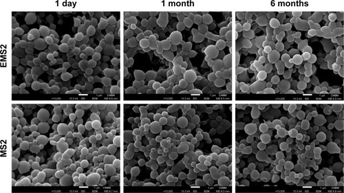 Figure 4 Stability study of EMS2 and MS2 spheres. Spheres were prepared by mixing an initial concentration of 2.5 mg/mL of silk proteins with 2 M potassium phosphate, pH 7. The EMS2 and MS2 particles were stored in water at 4°C for 6 months. The pictures were taken after 1 day, 1 month, and 6 months. The representative images are shown. Scale bar=1 µm.