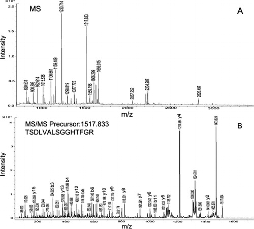 Figure 2. Identification of peroxidase 22 by MALDI-TOF-TOF MS/MS. (A) The MALDI-TOF-MS map of peroxidase 22; (B) The MS/MS spectra of peptide m/z 1517.833.