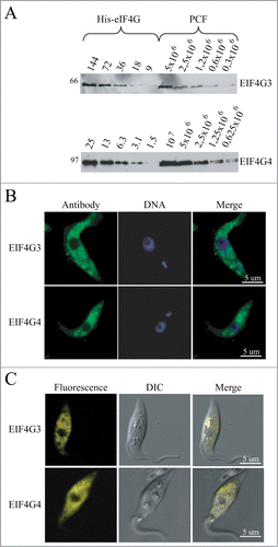 Figure 4. Expression analysis and subcellular localization of the T. brucei EIF4G3 and EIF4G4. (A) Quantitation and expression analysis of T. brucei EIF4G3 and EIF4G4 in wild type, exponentially grown, procyclic cells. Recombinant His-tagged EIF4G3 and EIF4G4 were quantitated, diluted to deﬁned concentrations (in fentomoles) and ran on SDS-PAGE gels with whole parasite extract obtained from known number of cells. The gels were then transferred to PVDF membranes and blotted with antibodies directed against T. brucei EIF4G3 or EIF4G4. Densitometric analyses of the results allowed for a rough estimation of the intracellular levels of both proteins, as described.Citation36 (B) Subcellular localization of EIF4G3 and EIF4G4 through indirect immunoﬂuorescence. Procyclic cells were incubated with the same antibodies used in A followed by Alexa Fluor 488-conjugated secondary antibody. DNA was stained with DAPI to identify the nucleus and kinetoplast. (C) The localization of EIF4G3 and EIF4G4 was also conﬁrmed through the expression of eYFP fusion proteins in transfected T. brucei procyclic cells examined under the confocal microscope.