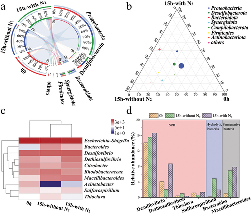 Figure 6. Species composition analysis at different levels among three samples. (a) the sample-species relationship circle diagram at the phylum level; (b) the ternary analysis at the class level; (c) the heatmap at the genus level; (d) the distribution of specific functional genera among three samples.