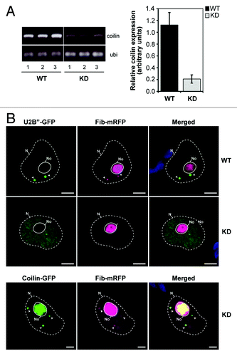 Figure 1. Transgenic silencing of the coilin gene in N. benthamiana plants. (A) Coilin gene expression levels determined using sqRT-PCR with ubiquitin as a control. PCR image for 30 cycles is shown at the left panel, and PCR signal intensities normalized to ubiquitin levels are indicated at the right panel (data are mean ± SD of four replicates). (B) Effect of transgenic coilin knockdown on the presence of CBs. Confocal laser scanning microscopy of nuclei from WT and KD plants using U2B”-GFP and Fib-mRFP (markers for CBs and for nucleoli and CBs, respectively) shows the absence of CBs in KD leaves (top panel). Restoration of WT phenotype (re-appearance of CBs) was achieved by ectopic expression of A. thaliana coilin-GFP (bottom panel). N, the nucleus; No, the nucleolus. CBs are shown by arrows. Bars, 5 µm. Essentially similar results were obtained in N. tabacum plants.