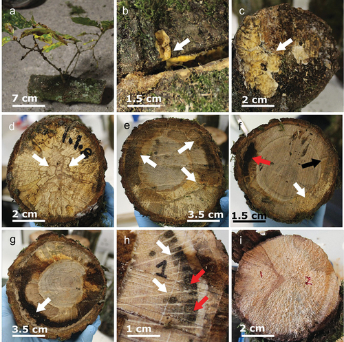 Figure 2. General patterns of fungal colonisation and characteristics of branches. (a) Epicormic growth from a veteranised branch. (b) full girdle wound with a sporocarps of Stereum gausapatum (arrowed). (c) lopping wound with a sporocarps of S. gausapatum (arrowed). (d) interaction zone lines between conspecific and allospecific Stereum species mycelial individuals on the transverse face of a lopped branch. White arrows indicate interaction zone lines. (e) full girdle treatment with a central undecayed heartwood region enclosed within peripherally decayed sapwood (white arrows). (f) half girdle treatment with decayed regions restricted to areas immediately adjacent to wounding (white arrows). The formation of a heartwood wing (HW) between the intersection of decayed and functional sapwood is shown (black arrow). Red arrow indicates black staining. (g) characteristic staining (arrowed) from veteranised wounding developed 2–3 hours after branches were cut into section leading to staining of adjacent wood surface. (h) characteristic decay pattern associated with several girdle treatments. Ophiostoma quercus was consistently isolated from this pattern. Red arrows indicate pockets of decayed material whereas white arrows indicate intact and apparently undecayed medullary rays. (i) transverse section of a dead wood branch with homogenous white rot decay pattern. All scale bars are approximate.