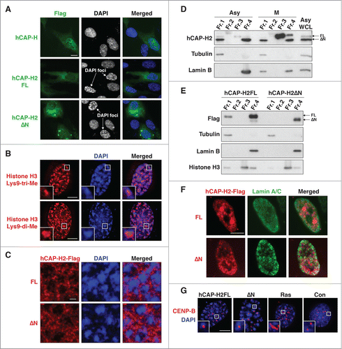 Figure 3. Overexpression of hCAP-H2 induces formation of DAPI-dense chromatin foci. (A) hCAP-H and hCAP-H2 (FL and ΔN) proteins fused to the Flag epitope were expressed in RPE-1 cells for 2 days and visualized by IF analysis. Scale bar indicates 10 µm. (B) Histone H3 di- and tri-methylated Lys9 were visualized by IF in RPE-1 cells expressing the full-length hCAP-H2. Inset shows enlarged views. Scale bar indicates 5 µm. (C) hCAP-H2 (FL and ΔN) proteins fused to the Flag epitope were expressed in RPE-1 cells and visualized by IF. These microscopic images, at a relatively high resolution, were captured by a Leica SP5 II laser scanning confocal microscope. Scale bar indicates 1 µm. (D) Chromatin-unbound (Fr. 1), DNase-extractable (Fr. 2), high salt-extractable (Fr. 3), and high salt-resistant (Fr. 4) fractions were prepared from asynchronous (Asy) and mitotic (M) RPE-1 cells (See Materials and Methods) and subjected to Western blotting. WCL indicates whole cell lysate. (E and F) The same fractionation was performed using RPE-1 cells expressing Flag-tagged hCAP-H2 proteins (FL and ΔN). The fractions were subjected to immuno blotting (E). The high salt-resistant fraction was further applied for IF analysis to co-visualize hCAP-H2 and lamin A/C proteins (F). Scale bar indicates 5 µm. (G) RPE-1 cells were transfected with plasmids encoding EYFP-tagged hCAP-H2 proteins (FL and ΔN) and culture for 2 days. Cells were subjected to IF analysis to stain CENP-B proteins, which bind to centromeric satellites. RPE-1 cells were infected with a retrovirus encoding H-RasV12 (Ras) or a control virus without H-RasV12 (Con) and subjected to IF analysis 8 days after the infection. Scale bar indicates 5 µm.