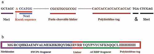 Figure 1. Schematic constructions of the multiepitope peptide and DNA vaccines. a) The multiepitope peptide vaccine. b) The multiepitope DNA vaccine