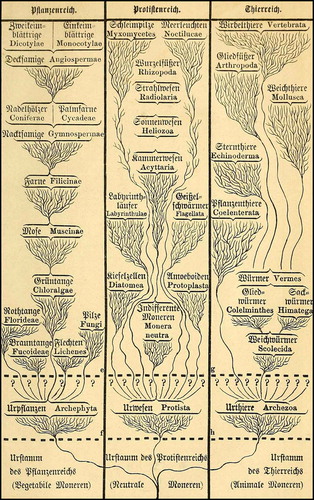 Figure 2. Monophyletic tree of life published by Haeckel 1868 in his Natural History of Creation. The drawing indicates that all organisms on Earth descended from “neutral monera” (i.e., bacteria), and then split into separate lineages of plants (Pflanzenreich), protists (Protistenreich) and animals (Thierreich).Citation6
