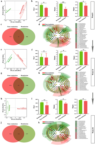 Figure 9. The gut microbiota composition of clinical remitters shows significant persistency. (a, e, and h) PCA score plots at weeks 0, 14, and 54; (b, f, and i) community α-diversity analyses at weeks 0, 14, and 54; (c, g, and j) venn diagrams at weeks 0, 14, and 54; (d, h, and k) gut microbiota composition significantly varied at all levels between the groups in and out of remission at weeks 0, 14, and 54. (n = 3 in each group). Mean ± SD are presented. The student’s t-test was applied. nsp > .05, *p < .05, **p < .01.