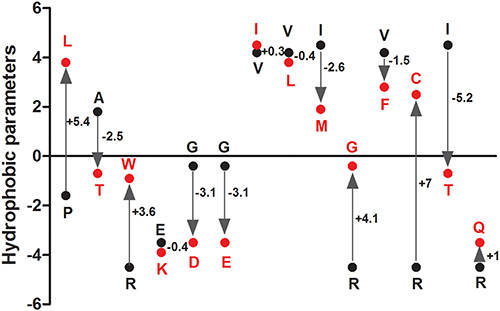 Figure 2 The changes of hydrophobic parameters caused by amino acid substitution. Wild-type amino acids were marked with black, substituted amino acids were marked with red; “+” means increased hydrophobicity, “-” means decreased hydrophobicity.