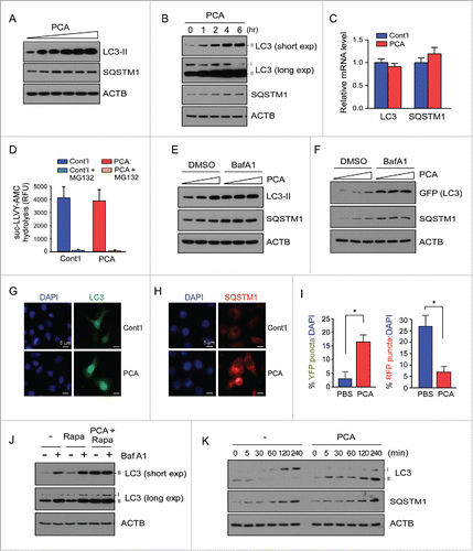 Figure 1. Treatment with para-chloroamphetamine (PCA), an Arg/N-end rule inhibitor, delays the fusion of autophagosomes with lysosomes and led to the accumulation of autophagic markers. (A) Accumulated LC3-II and SQSTM1 in HeLa cells after treatment with 0, 10, 25, 50, 75, or 100 μM PCA for 4 h. Whole cell extracts (WCEs) were collected and subjected to SDS-PAGE and immunoblotting (IB). ACTB (actin, β) was used as the loading control. (B) HeLa cells were treated with PCA (50 µM) for the indicated times. Endogenous LC3-II and SQSTM1 levels were significantly elevated after PCA treatment. (C) mRNA levels of the autophagic markers in HeLa cells were not significantly changed after PCA treatment (50 µM, 4 h), measured by quantitative RT-PCR. PCA was dissolved in PBS, which was used as the control (cont'l). (D) The proteasome activity in the WCEs of HeLa cells was measured with suc-LLVY-AMC before and after PCA treatment (50 µM, 4 h). The proteasome inhibitor MG132 (10 μM) was added to the WCEs to determine the basal fluorescence level. The values plotted are means ± SD of 3 independent experiments. RFU, relative fluorescence unit. (E) Bafilomycin A1 (BafA1, 100 nM) virtually abolished the effect of PCA (0, 25, 50 μM) on endogenous LC3-II and SQSTM1 levels in HeLa cells. (F) Same as in (E), except GFP-LC3 was transiently overexpressed and examined. WCEs were collected 2 d post-transfection and used for SDS-PAGE and IB as indicated. (G and H) Endogenous LC3 (G) and SQSTM1 (H) puncta induced by PCA. HeLa cells were treated with 50 μM PCA for 4 h and immunostained with anti-LC3 or anti-SQSTM1 antibodies. (I) Quantification of percentage of HeLa cells showing YFP (RFP+GFP+)- or RFP (RFP+GFP−)-LC3 puncta after cells were transfected with plasmids expressing mRFP-GFP-LC3 and treated with PCA (50 μM, 4 h). The fractions of YFP- and RFP-LC3 puncta, which represent autophagosomes and autolysosomes respectively, were determined in merged images using ImageJ software. Cells with more than 10 puncta were counted and normalized with total cell numbers (represented as DAPI). Bars are the mean (± SD) of 3 independent determinations from 10 different images (including >1,000 cells). *, P < 0.01. (J) HeLa cells were treated with PCA (50 μM), rapamycin (Rapa, 10 μM), or BafA1 (100 nM), or all of 3 for 4 h. The conversion of LC3-I to LC3-II was examined with SDS-PAGE and IB. (K) The turnover of LC3-II after stimulation by serum starvation was significantly impaired by PCA treatment. Cells were incubated in serum-deficient media for 12 h, followed by incubation in normal (serum-containing) media with 50 μM PCA. Samples were collected at the indicated time points and analyzed with SDS-PAGE/IB.