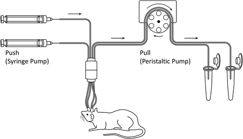 Figure 1. Illustration of the push-pull system used for large pore microdialysis. Two microdialysis probes were implanted into one animal to simultaneously collect microdialysates from two different regions of the brain. The syringe pump (left) pushes the perfusion fluid toward the animal, and the peristaltic pump (right) pulls the perfusion fluid from the animal.