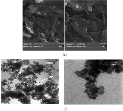Figure 2. FE-SEM images of GO and (a) TEM images of MGO (b).