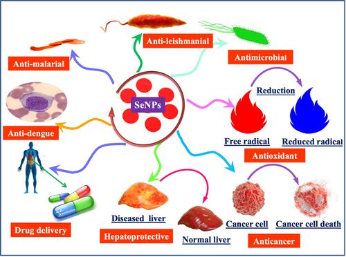 Figure 1 Diverse application potential of plant-based SeNPs in the medical and pharmaceutical industry.