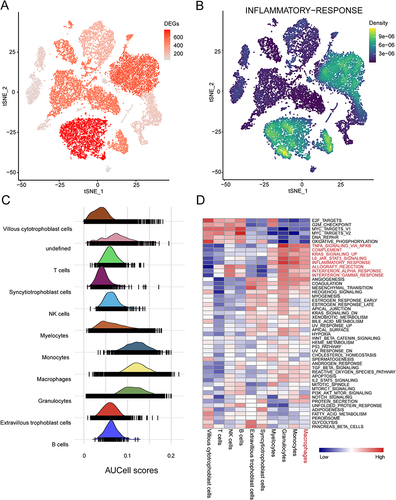 Figure 7 The heterogeneity and relation to inflammatory response of cell clusters in the human placenta. (A) t-SNE plot showing the numbers of differentially expressed genes (DEGs) in each cell type. (B) t-SNE plot showing the inflammatory response score in each cell cluster. (C) Ridgeline plot showing the AUCell scores of inflammatory responses in major cell types in the human placenta. (D) Heatmap showing differences in normalized scores of pathways among the different cell types.