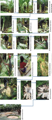 Figure 3. Diagrammatic representation of enset processing for kocho production (Helen, Citation2019)