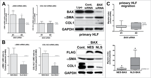 Figure 5. Effect of BAX knock down or NES-, NLS-BAX gains of function on the basal myofibroblastic differentiation state and migration of primary HLF in vitro. (A) Expression of αSMA (left part), COL1A2 (right part) mRNA by qPCR in primary HLF transfected for 48 h with two different BAX siRNA. Note the increase expression of αSMA in primary HLF treated with BAX siRNA (96.6% increase +/− 40 and 52.5% increase +/− 38 respectively with BAX siRNA #1 and #2) compared to siRNA control (gray dash line, n = 5). In contrast, BAX siRNA did not modulate COL1A2 mRNA expression in primary HLF (respectively 5.6% increase +/− 21 in and 5.1% increase +/− 23 with BAX siRNA #1 and #2) compared to siRNA control (gray dash line, n = 5). In the right part, representative immunoblot (n = 5) of BAX, αSMA, COL1 protein levels in primary cells treated with lipofectamine alone (Lipo.), control siRNA (Cont siRNA) and two different BAX siRNA pooled to increase efficiency. GAPDH was used as loading control. Note the increase expression of αSMA and COL1 protein in BAX siRNA treated HLF. (B) Expression of αSMA (left part), COL1A2 (right part) mRNA by qPCR in primary HLF transfected for 48h with either NES-BAX (respectively 14.4% increase +/− 35 for αSMA mRNA and 57.5% increase +/− 33 for COL1A2 mRNA) or NLS-BAX (respectively 47% decrease +/− 18 for αSMA mRNA and 55% decrease +/− 15 for COL1A2 mRNA, n = 3) compared to empty control vector (gray dash line). In the right part: representative immunoblot (n = 3) of FLAG tagged overexpressed BAX constructs, αSMA and COL1 proteins in primary HLF transfected with empty control vector, either NES-BAX or NLS-BAX constructs for 48h. GAPDH was used as loading control. A decrease in αSMA protein level was observed only in NLS-BAX transfected cells, Collagen-1 isoform levels were decreased with both NES- and NLS-BAX constructs. Note that the COL1 and αSMA blots in panel (B) were exposed longer than the ones in panel (A) (*p < 0.05, rank t-Test). (C) Migratory capacities of primary lung fibroblasts in modified Boyden chamber assay after transfection with two different BAX siRNA (compared to control siRNA gray dash line, upper part) or after transfection with either NES-BAX (2.8 ± 0.8-fold increase; p < 0.05; n = 5) or NLS-BAX (13.06 ± 7.1-fold increase; p < 0.05; n = 5) compared to empty control vector (gray dash line, lower part). Data are median with outer box edges to min and max and whiskers to SEM. (*p < 0.05,Wilcoxon rank t-Test)