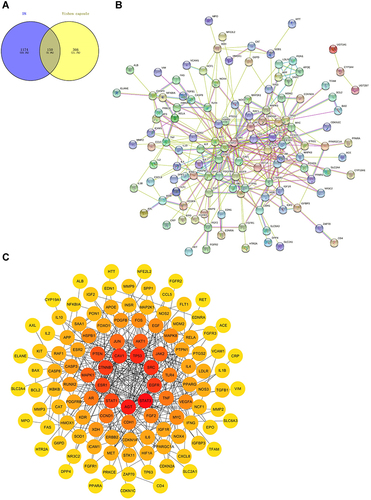 Figure 1 Common targets of Yishen capsule ingredients and diabetic nephropathy. (A) Venn diagram. Venn diagram shows the intersection of Yishen Capsule target genes and DN disease target genes, and the overlapping part is the number of intersection target genes. (B) PPI network of the common targets of Yishen Capsule and diabetic nephropathy. (C) PPI protein interaction network diagram. The nodes in the picture represent the common target proteins, and the color depth is positively correlated with the degree value of the node.