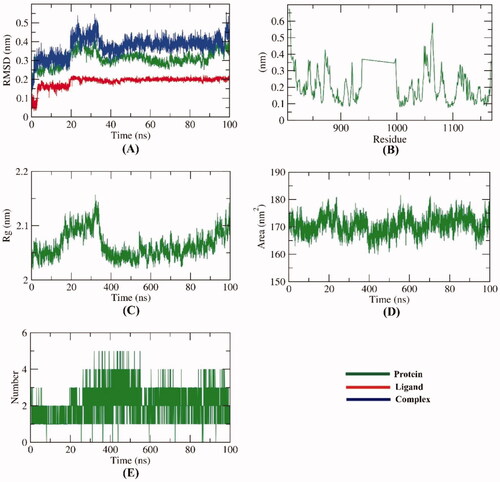 Figure 8. M D simulations experiment: (A) RMSD values of compound VEGFR-2-compound 12a complex before and after binding, (B) RMSF of VEGFR-2-compound 12a complex, (C) Rg of VEGFR-2-compound 12a complex, D) SASA of VEGFR-2-compound 12a complex, E) H- bonding between VEGFR-2-compound 12a complex.