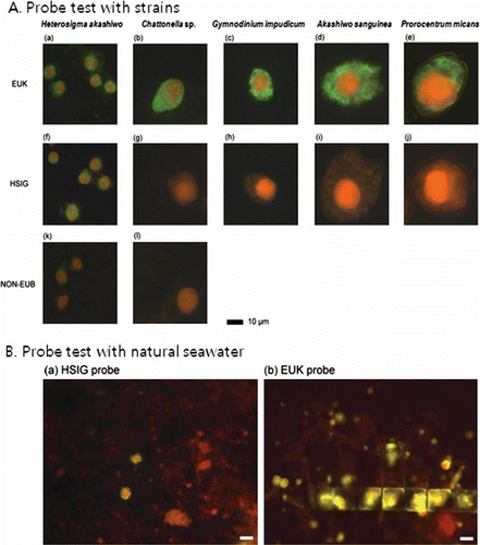 Figure 4  Epifluorescence micrographs. A, Algal cells after fluorescence in situ hybridisation using various probes. Panels a, f, and k: Heterosigma akashiwo, panels b, g and l: Chattonella sp., panels c and h: Gymnodinium impudicum, panels d and i: Akashiwo sanguine, panels e and j: Prorocentrum micans; upper panels (a, b, c, d, and e): cells hybridised with the EUK1209 probe, middle panels (f, g, h, I, and j): cells hybridised with the HSIG1451 probe, lower panels (k and l): cells hybridised with the NON338 probe. B, Natural seawater sample collected from Geoje Island. Panel a: cells hybridised with HSIG1451 probe, panel b: cells hybridised with EUK1209 probe.