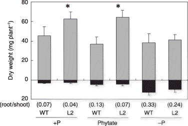 Figure 1  Plant growth of tobacco LASAP2 line (L2) and wild-type (WT) plants in sterilized media. The gray and black bars indicate the shoots and roots, respectively. Values in parentheses indicate the root-to-shoot ratios. Data are presented as the mean ± standard error (n = 5). Significant differences between WT and L2 line in each treatment are indicated by *(P < 0.01).