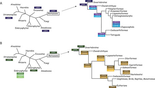 Figure 7. Diagrammatic representation of the LARP4 (A) and LARP6 (B) putative evolutionary scenarios. See the Discussion section for a description of the two scenarios