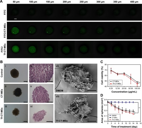 Figure 3 (A) Evaluation on the penetration of CT-MEs and Tf-CT-MEs using HeLa 3D tumor spheres model. The green color represents the penetrated CT-MEs and Tf-CT-MEs. Scale bar: 100 µm. (B) Characterization of the HeLa 3D tumor spheres treated with DMEM, CT-MEs, and Tf-CT-MEs (200 µg/mL) for 24 hours by light microscope (i–iii). Besides, H&E staining (iv–vi) and FE-SEM (vii, viii) of HeLa 3D tumor spheres were also performed. Scale bar: 100 µm. (C) Viability of the HeLa 3D tumor spheres treated with CT-MEs and Tf-CT-MEs after 24 hours using CCK-8 (n=6). *P<0.05. (D) Area of the HeLa 3D tumor spheres treated with CT-MEs and Tf-CT-MEs for 14 days (n=6). **P<0.01.Abbreviations: CCK-8, cell counting kit-8; CT-MEs, tripterine-loaded coix seed oil microemulsion; FE-SEM, field emission scanning electron microscope; Tf-CT-MEs, transferrin-modified tripterine-loaded coix seed oil microemulsion.