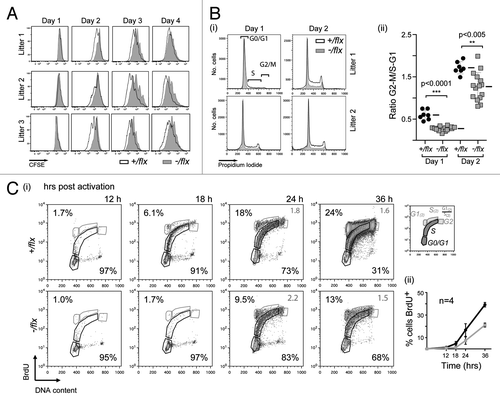 Figure 4. CTNNBL1-deficient B cells are slow to enter their first S-phase on LPS activation. (A) Clonal expansion of splenic B cells from three littermate pairs of mb1-Cre Ctnnbl1-/flx and control mice as monitored by CFSE dilution. (B) Cell cycle analysis of splenic B cells from multiple littermate pairs of mb1-Cre Ctnnbl1-/flx and control mice as analyzed at 24 and 48 h of incubation with LPS/IL4. (i) The propidium iodide staining profiles of the cells from two littermate pairs are shown on the left with (ii) the results from multiple animals summarized on the right. The proportion of cells per stage of the cell cycle is normalized to the average number of cells in the controls within each independent experiment (bars indicate mean and sd). (C) DNA synthesis in splenic B cells from littermate pairs of mb1-Cre Ctnnbl1-/flx and control mice cultured for the indicated lengths of time with bromodeoxyuridine (BrdU) and LPS. (i) Cells were analyzed for BrdU content by staining with anti-BrdU antibody and total DNA content by propidium iodide staining. The individual staining profiles are indicated (percent of cells in G0/G1 and S phase in black, with the ratio of cells in G1 vs. S that have entered a second cell division in gray) with (ii) a separate graph showing the percentage of cells that have incorporated BrdU at the various time points in four pairs of littermates.