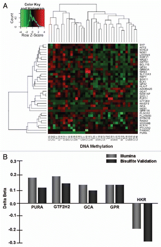 Figure 2 Genome wide DNA methylation is modestly altered in placenta from mothers who smoke. (A) A heat map generated from the differentially methylated CpG sites between smokers and non-smokers. Bisulfite treated DNA was processed according to the manufacturers conditions and hybridized to the Infinium Human Methylation27, which is designed to cover over 27,000 CpG sites located within the proximal promoter region of over 14,000 consensus coding sequences (CCDS) genes throughout the genome. The methylation status at each interrogated CpG site is estimated by measuring the intensity of a pair of probes (methylated and unmethylated) with beta values for each CpG represented as a continuous variable ranging between 0 and 1, with zero indicating no methylation detected and one indicating every copy of the site was methylated. The sample designations are listed at the bottom of the heat map. “S” signifies smoker while “C” is non-smoker. (B) Validation of the array employing bisulfite conversion, cloning and sequencing, as previously described in reference Citation3 and Citation13. A positive delta beta score indicates the smokers had a higher beta score than the non-smokers. A negative delta beta indicates the non-smokers had the higher beta score.