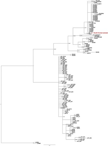 Figure 4. Phylogenetic tree of the Asiatic black bear using a 620 bp fragment of the mitochondrial D-loop region.