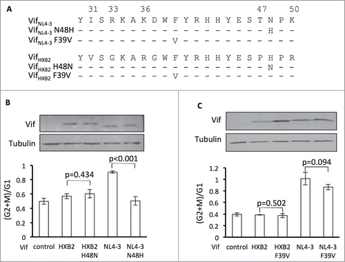 Figure 3. Position 48 is essential for Vif's induction of G2 arrest or depletion of APOBEC3H. (A) VifHXB2 and VifNL4–3 mutants used in this figure. (B) Bar chart representing the (G2/M)/G1 ratios in HEK293T cells transfected with VifHXB2, VifNL4–3, and their mutants at position 48. The Western blotting results (above) indicate the protein expression levels of VifNL4–3 and VifHXB2. (C) Bar chart representing the (G2/M)/G1 ratios in HEK293T cells transfected with VifHXB2, VifNL4–3, and their mutants at position 39. The Western blotting results (above) indicate the protein expression levels of VifNL4–3 and VifHXB2.