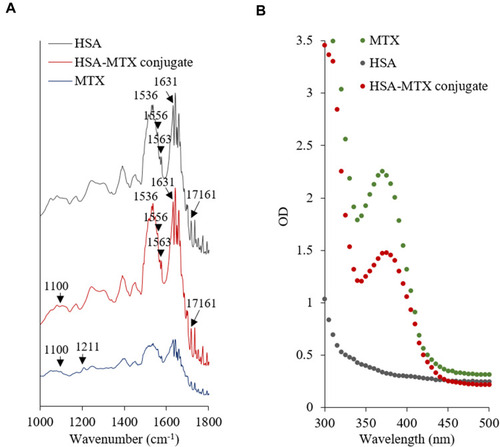 Figure 1 (A) FT-IR spectra and (B) UV-vis spectra of HSA, MTX, and HSA–MTX conjugates.