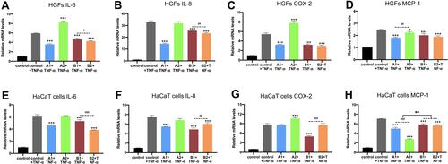 Figure 8 mRNA levels of (A) IL-6, (B) IL-8, (C) COX2, (D) MCP1 in HGFs and HaCaTs (E–H) treated with 10 ng/mL TNF-α for 24 h. Data are relative to the control group + TNF-α. *p < 0.05, **p < 0.01, ***p < 0.001 compared to the control group; #p < 0.05, ##p < 0.01, ###p < 0.001.