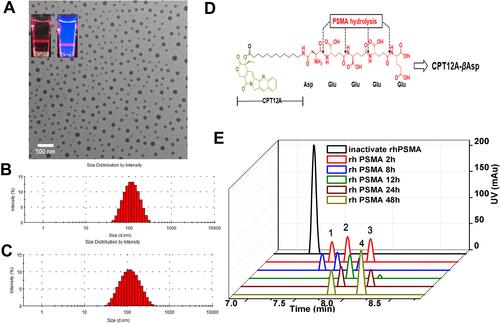 Figure 1 Characterization of CPT-WT-H NPs. (A) A TEM image of CPT-WT-H NPs dispersed in PBS (pH 7.4); inserts are the photographs of CPT-WT-H NPs in PBS in bright field (left) and under UV light at 365 nm with a red laser passing through (right). (B) DLS histograms of CPT-WT-H NPs in PBS. (C) Change of hydrodynamic diameter (Dh) of CPT-WT-H NPs in PBS for 120 h. (D) Schematic of sequential PSMA hydrolysis of CPT-WT-H (CPT12A-βAsp-GluγGluγGluγGlu) to yield the PSMA hydrolysate CPT12A-βAsp. (E) Characterization of in vitro PSMA response of CPT-WT-H NPs by LC-MS.