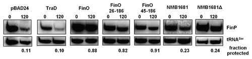 Figure 5 NMB1681 exhibits weak protection of FinP in vivo. FinP stability in E. coli cells was assessed at 0 and 120 min. following rifampicin treatment by northern blot analysis. FinP stabilities were compared between cells expressing either NMB1681, the N-terminal deletion mutant, NMB1681Δ, full length FinO or two N-terminal deletion mutants (FinO26–186 and FinO45–186), the control protein, TraD or the pBAD24 vector. The fraction of FinP protected at 120 min. post-rifampicin compared to the 0 min. time point was calculated after normalization to the tRNASer loading control.