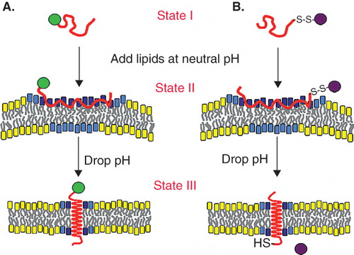 Figure 3. A schematic representation of the dual delivery capabilities of pHLIP is shown: (A) Tethering of cargo molecules to the surface of cells with low extracellular pH, and (B) translocation of cell-impermeable polar cargo molecules across the membrane lipid bilayer. State I corresponds to the peptide in solution at normal and basic pHs. By addition of vesicles, the unstructured peptide is adsorbed on the membrane surface, raising the local concentration (State II). A drop of pH leads to the protonation of Asp residues, increasing peptide hydrophobicity, and resulting in the insertion and formation of a transmembrane alpha-helix (State III). Lipids interacting with the peptide directly are marked with blue head groups, lipids influenced by the interaction but not interacting with the peptide directly have cyan head groups, and lipids that are not involved in the interaction with pHLIP have yellow head groups. The Figure is reprinted from Andreev et al. (Citation2009) (http://chemistry-today.teknoscienze.com/).