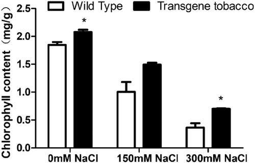 Figure 7. Chlorophyll content of T3 generation transgenic tobacco and wild tobacco under different salt concentrations.