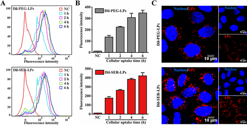 Figure 4 Cellular uptake profiles of PEG-LPs and SER-LPs.