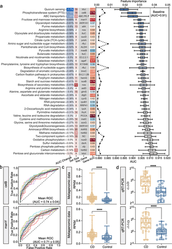 Figure 4. The model interpretation of the gene model. (a) the left column lists the average percent change of AUC after shuffling the abundance values of the genes in each gene set in validation dataset with the background color indicating the degrees of AUC change; the center left column lists the number of KO genes in each gene set with the background color indicating the set size; the center right column is the representative signature of each gene set; and the right column lists the cross-validation AUC of the representative microbial gene with the background color indicating an increased (red) or decreased (blue) AUC. The line plot shows the values of feature importance of the representative signatures (upper horizontal axis); the box plot shows the AUCs of each gene set in validation dataset with the dotted line representing the baseline AUC of 0.91 (lower horizontal axis). (b) The ROC curve shows the diagnostic performance of microbial genes celB and manY, respectively. (c-d) The box plot shows the abundances of celB (upper) and manY (lower) in metagenomic data (c) and qRT-PCR data (d) (N = 37, CD; N = 36, control), respectively. Data are presented as mean ± standard deviation. *P < 0.05, **P < 0.01, ***P < 0.001, and ****P < 0.0001.