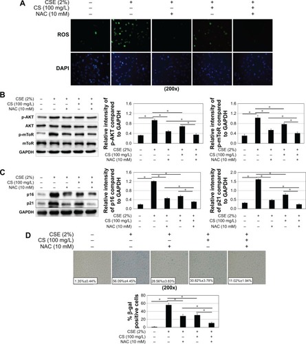 Figure 6 The effect of mTOR pathway activation and cellular senescence by blocking ROS. 16HBE cells were stimulated with 2% CSE, 100 mg/L Cordyceps sinensis or/and 10 mM NAC.