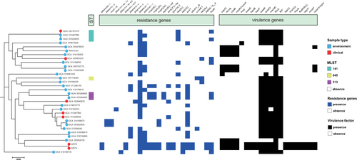 Figure 1 Construction of phylogenetic trees of A. caviae. The figure includes the sample source of the isolate, MLST, antibiotic resistance gene, and the comparison result of the virulence gene.