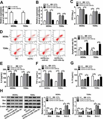 Figure 3. Effect of miR-125b-5p blockage on human macrophage apoptosis in vitro with H37Rv infection. (a) Real-time PCR detected miR-125b-5p expression level in MDMs and TDMs transfected with miR-125b-5p inhibitor (in-miR-125b-5p) or its negative control (in-miR-NC). (bh) Above transfected MDMs and TDMs at 48 h were then subjected with H37Rv infection for 48 h. (b) Real-time PCR detected miR-125b-5p expression level. (c) CFU assay determined mycobacterial viability. (d) Apoptosis rate was recorded by FACS. (e–g) ELISA measured IL-6, IL-10 and TNF-α levels in cell culture supernatant. (h) Western blot assay examined Bcl-2, Bax and Bim levels with normalization to β-actin. All operations were carried out at least three times and * P < 0.05