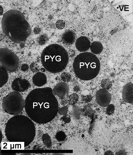 Figure 10.  Electron micrograph of oogenesis in female Protothaca (Notochione) jedoensis. A late vitellogenic oocyte (LVO). Note proteinaceous yolk granules (PYG) in the cytoplasm of the oocyte.