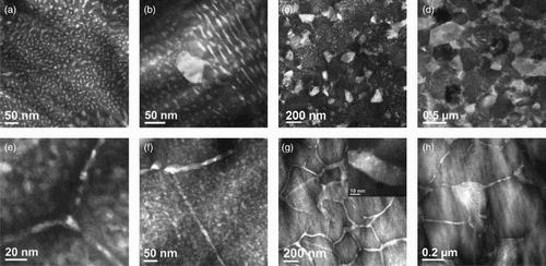 Figure 2. HAADF STEM images showing microstructural evolution during annealing following the room-temperature irradiation in Cu85Ag15 (a–d) and Cu83.5Ag15W1.5 (e–h): (a) 300°C for 0.5 h; (b) 300°C for 2 h; (c) 400°C for 1 h; (d) 500°C for 10 h; (e) 400°C for 1 h; (f) 400°C for 10 h; (g) 500°C for 10 h. The inset in (g) shows uniformly dispersed W nanoparticles in the Ag wetting layer. (h) 600°C for 10 h.