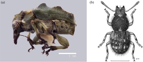 Figure 4. (a) Lateral view of Gynarchaeus ornatus (Sharp). Photo by Samanta Orellana. (b) Dorsal drawing of male Caliobius littoralis Holloway. Artist: D. W. Helmore. Scale bar represents 1 mm. Figure from Fauna of New Zealand Volume 3: Anthribidae. High resolution image obtained from Wikimedia Commons, CC BY 4.0.