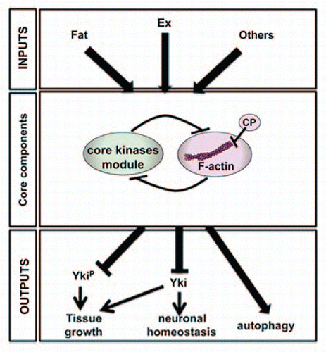 Figure 2 Model for the role of F-actin in Hippo signaling activity. The core kinase module of the Hpo pathway regulates multiple outputs, including tissue growth, neuronal homeostasis and autophagy. Hpo-dependent tissue growth is mediated through inhibition of Yki by a phosphorylation-dependent and independent mechanisms. The neuroprotective effect of Hpo signaling also required Yki inhibition, independent of its phosphorylation by Wts. In contrast, Yki is not involved in Hpo-dependent autophagy. The core kinase complex is regulated by multiple inputs, including Fat and Ex. The interplay between Hpo signaling activity and F-actin dynamics may be a general requirement in Hpo signaling.