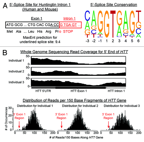 Figure 1. Architecture of the 5′-splice site for HTT intron 1. (A) The exon 1-intron 1 junction is conserved between human and mouse and predicted to be a strong splice site. There is an in-frame stop codon within the first four bases of intron 1. 5′-splice site consensus sequences for high GC isochores showing nucleotide conservation at the respective positions (plotted with data from ref. Citation7). Cytosines in the -1 and -2 positions, as for HTT exon 1-intron 1 splice site, are rare. (B) The 3′ end of HTT exon 1 is underrepresented in next generation sequencing. Read coverage is shown for the HTT 5′UTR through the beginning of intron 1. Coverage is very shallow across the 3′ end of exon 1. Histograms of read coverage were created across the HTT gene. Reads were tabulated for 150 base stretches. Coverage follows a normal distribution with the 150 base stretch at the end of exon 1/beginning of intron 1 being consistently one of the lowest regions.