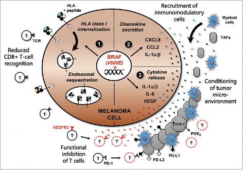 Figure 1. BRAF (V600E) mediates immune suppression and evasion through multiple mechanisms in melanoma. The acquisition of a somatic BRAF(V600E) mutation is an early event during melanomagenesis and leads to constitutive activation of the MAPK signaling pathway. This promotes: (1) Increased internalization and endosomal sequestration of HLA class I molecules, directly reducing surface expression and tumor-cell recognition by cytotoxic T cells; (2) Upregulation of chemokines CXCL8, CCL2, and IL-1, which can attract myeloid cell subsets including monocytes and tumor-associated macrophages, as well as tumor-associated fibroblasts (TAFs) into the tumor microenvironment (TME); (3) Transcription and expression of IL-1α/β, IL-6, and VEGF, which can condition the cells of the TME. IL-1α/β production by tumor cells can promote T-cell suppression by inducing the expression of programmed death (PD)-1 ligands PD-L1 and PD-L2 on TAFs, in addition to increasing COX-2 transcription and PGE2 upregulation. VEGF can inhibit myeloid cell maturation, in addition to directly promoting the functional inhibition of T cells through VEGFR2.