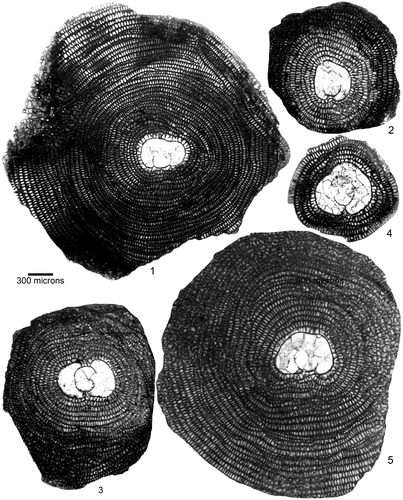 Plate 4. Equatorial sections of D. ranikotensis Davies from early Eocene Patala Formation, Thal, NW Pakistan. 1: THAL.B-44, 2: THAL.3–26, 3: THAL.3–29, 4: THAL.12–68, 5: THAL.12–71. The specimen label denotes sample number, and specimen number (e.g. THAL.B-44).